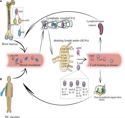 Regulation of the Migration of Distinct Dendritic Cell Subsets